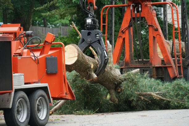 Best Firewood Processing and Delivery  in Munhall, PA